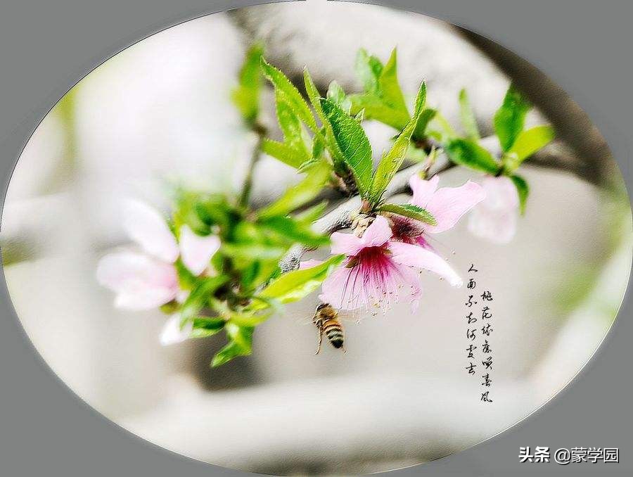描写春风的四字词语（含有春风的成语） 第9张
