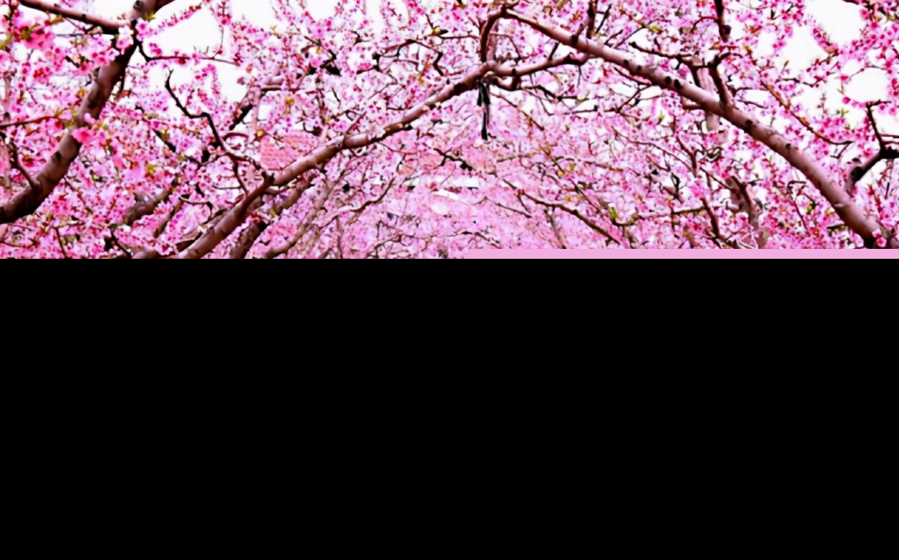 桃花花语及寓意（桃花的含义和象征意义） 第1张