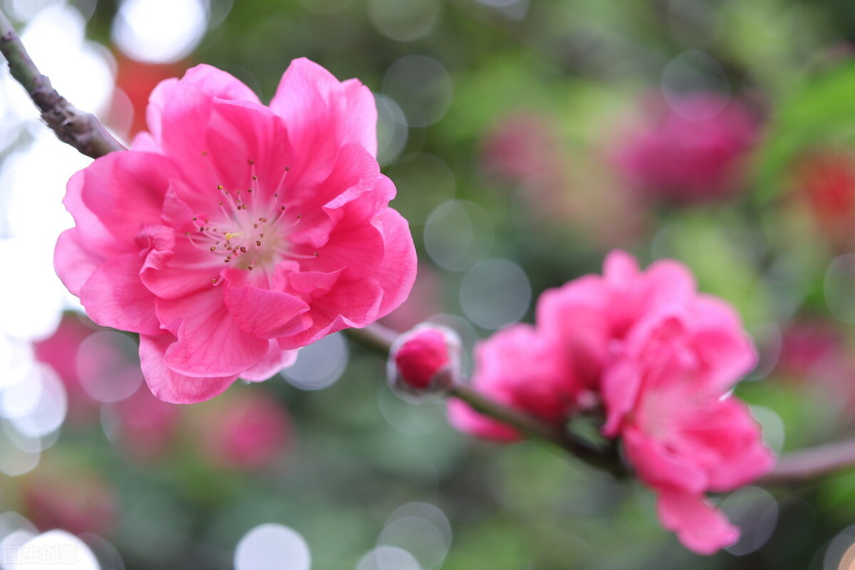 桃花花语及寓意（桃花的含义和象征意义） 第3张