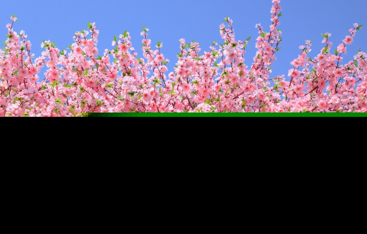 桃花花语及寓意（桃花的含义和象征意义） 第9张