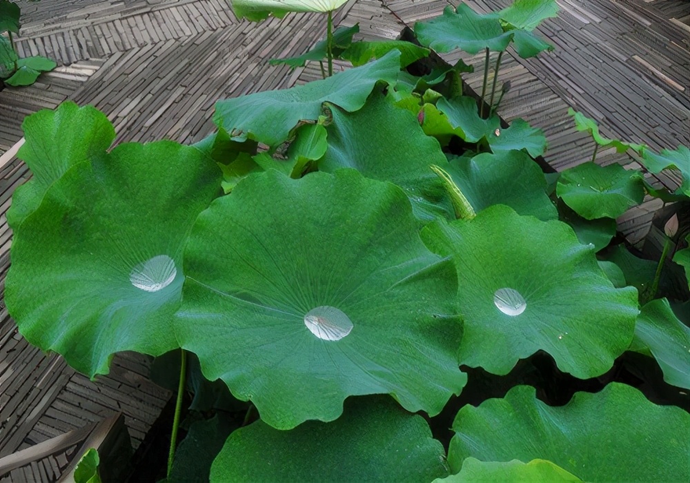 描写听雨的诗句古诗（形容听雨声的优美诗句） 第3张