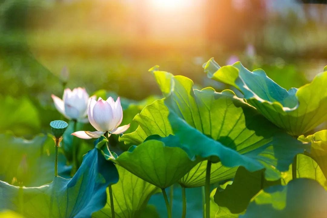 形容夏天的四字词语（赞美夏天的成语） 第7张