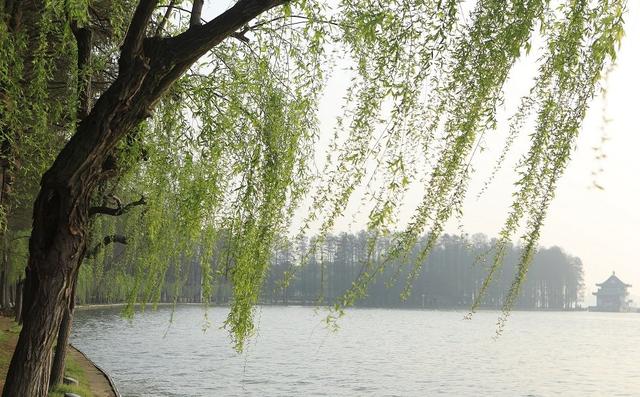 描写春天景色的句子（春天的优美句子摘抄） 第3张