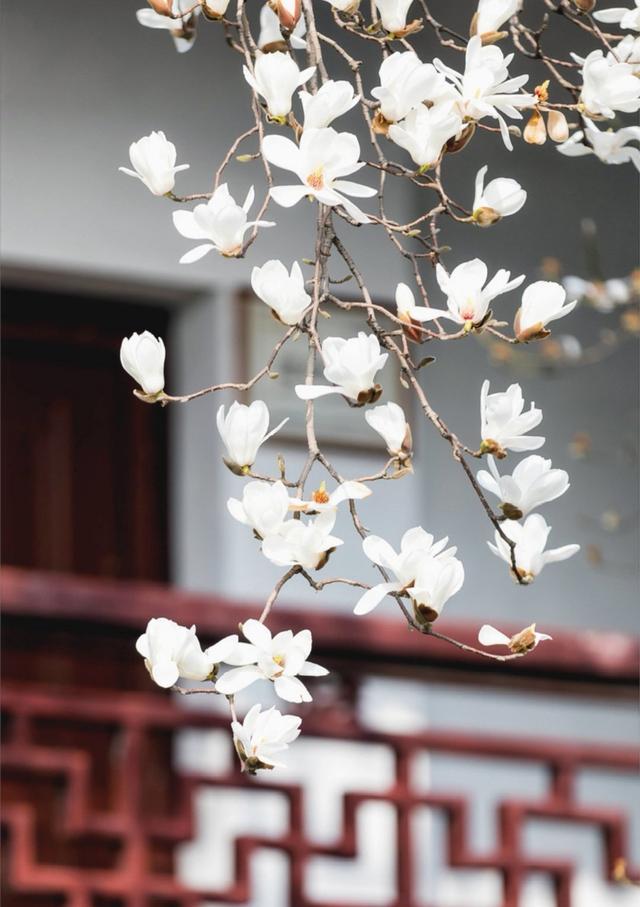 描写春天景色的句子（春天的优美句子摘抄） 第7张