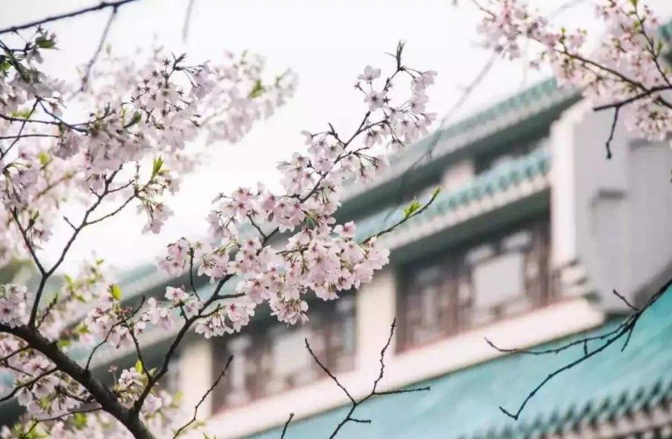 樱花的诗句千古名句（描写樱花盛开的优美句子） 第23张