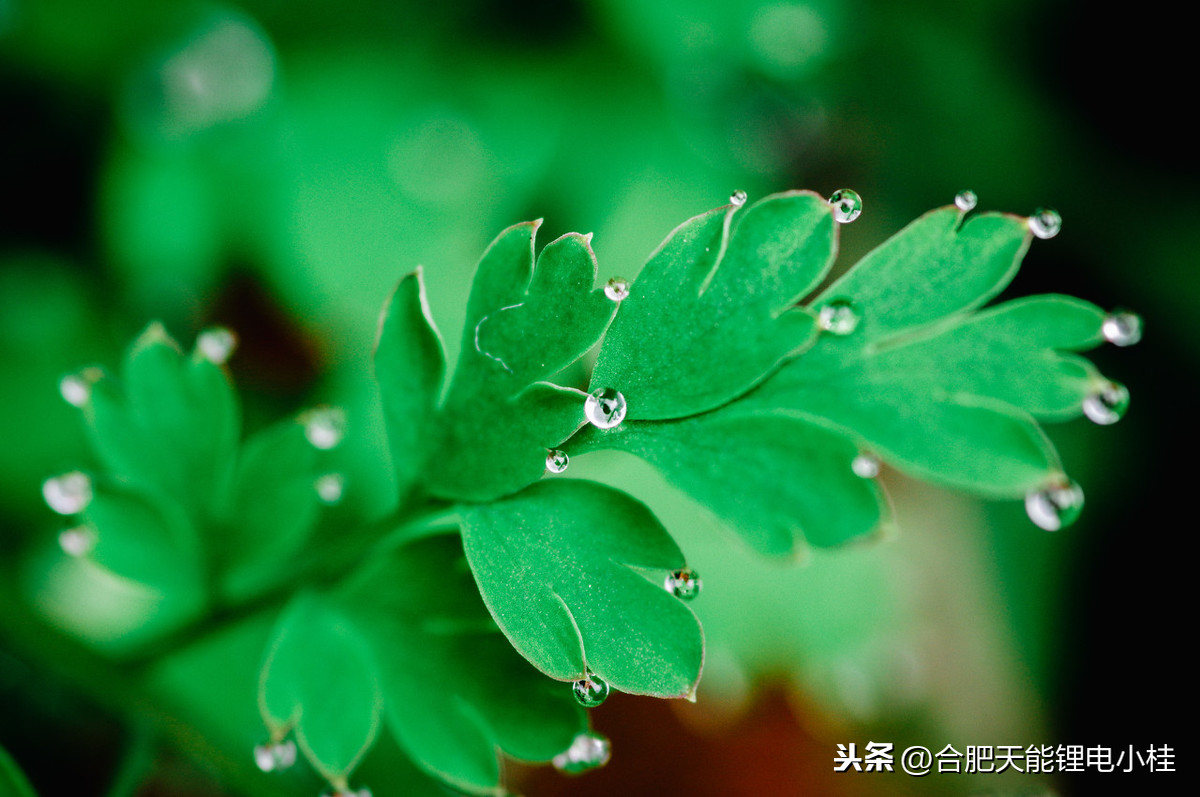 描写春雨的诗句有哪些（描写春天的雨的诗句） 第3张