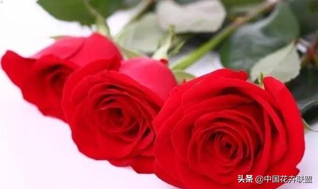 26种常见玫瑰花品种集合 第1张