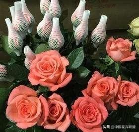 26种常见玫瑰花品种集合 第5张