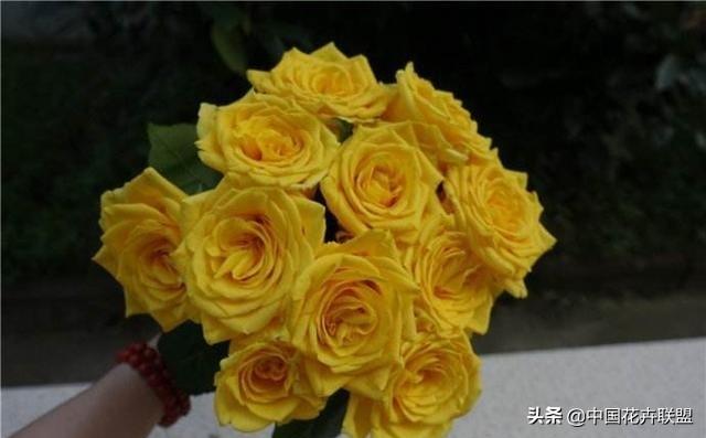 26种常见玫瑰花品种集合 第17张