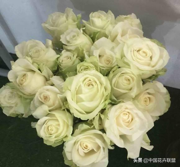26种常见玫瑰花品种集合 第19张