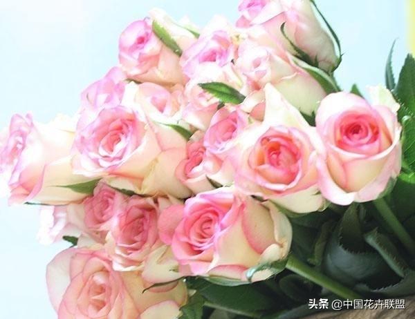 26种常见玫瑰花品种集合 第23张