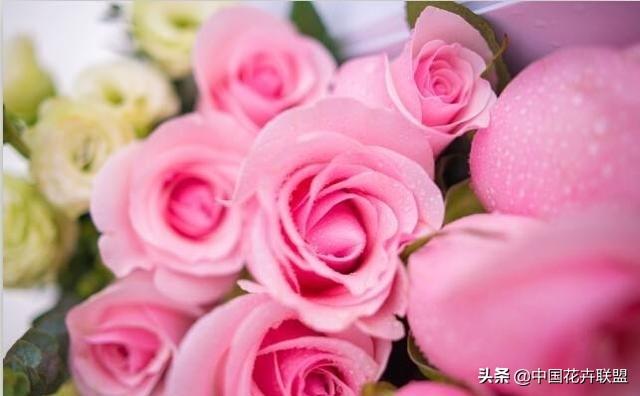 26种常见玫瑰花品种集合 第25张