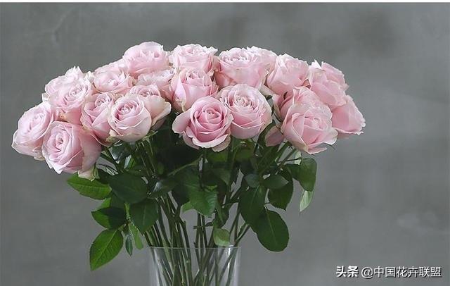 26种常见玫瑰花品种集合 第27张