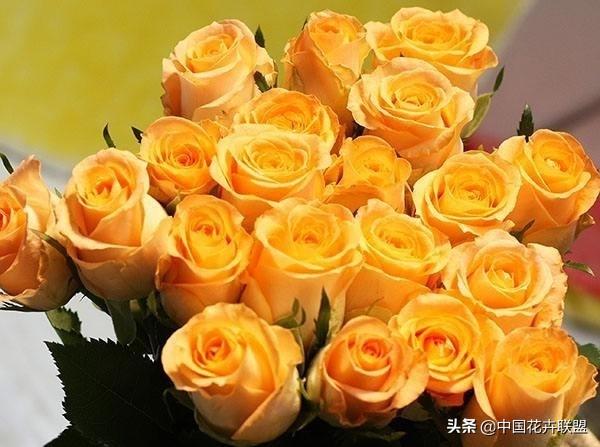26种常见玫瑰花品种集合 第33张