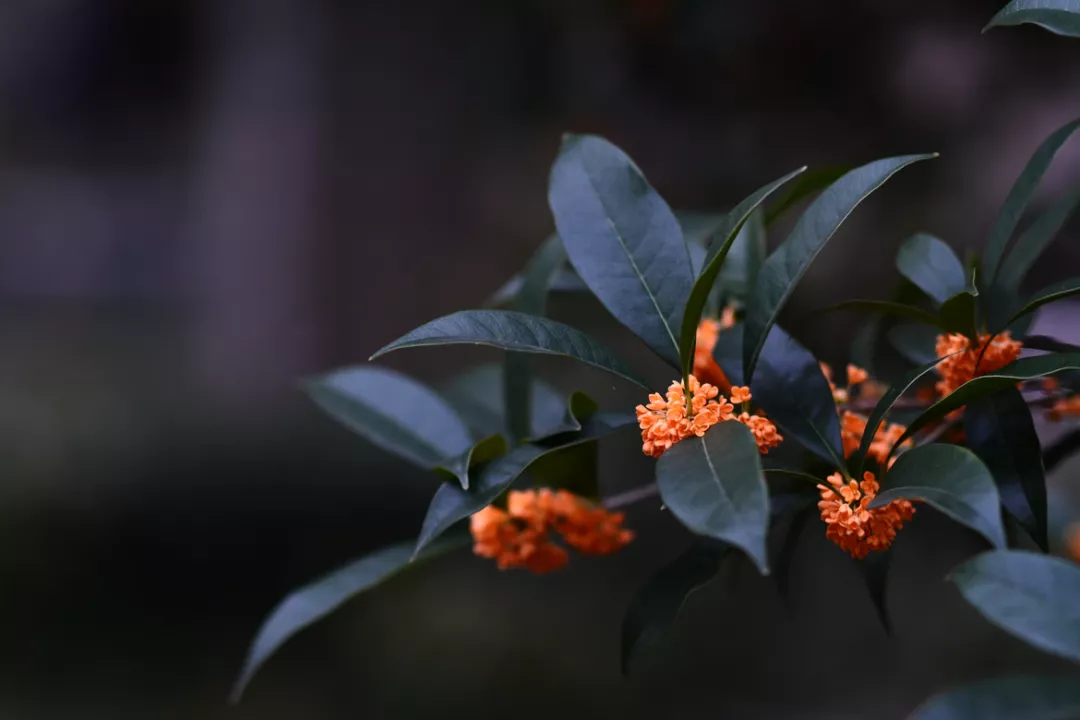 桂花香的句子唯美短句（赞美桂花香的句子简短） 第1张