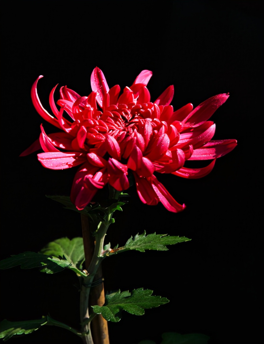 赞美菊花的诗句有哪些（赞美菊花的诗词名句） 第7张