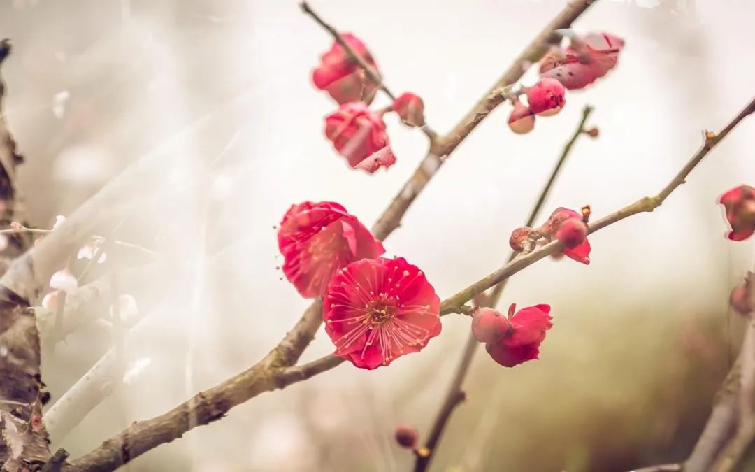 梅花的诗句经典名句（赞美梅花的简短优美句子） 第1张