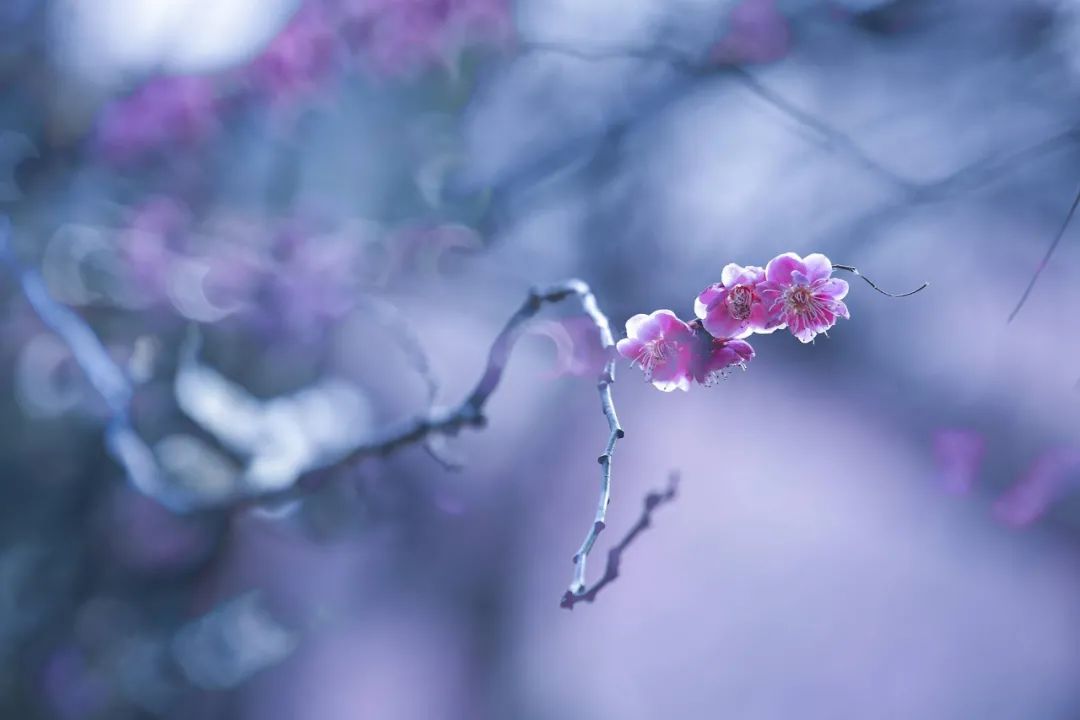 梅花的诗句经典名句（赞美梅花的简短优美句子） 第17张