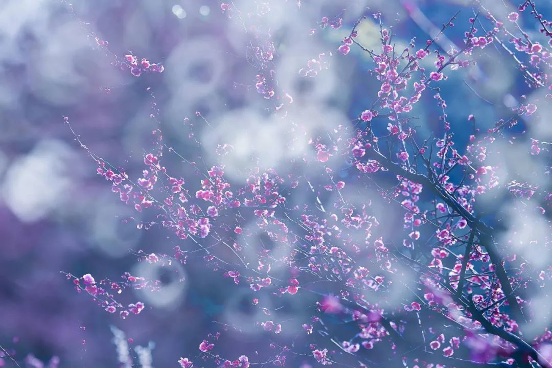 梅花的诗句经典名句（赞美梅花的简短优美句子） 第21张