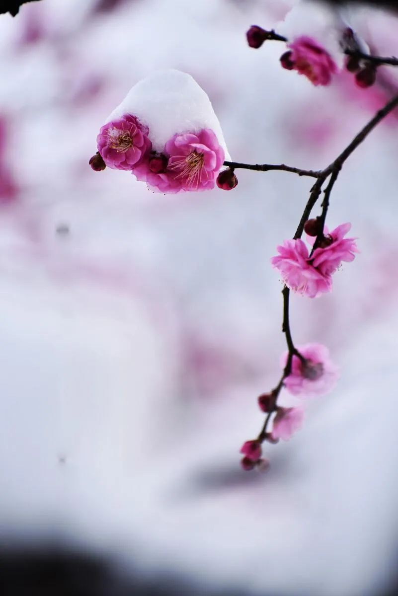 梅花的诗句经典名句（赞美梅花的简短优美句子） 第25张