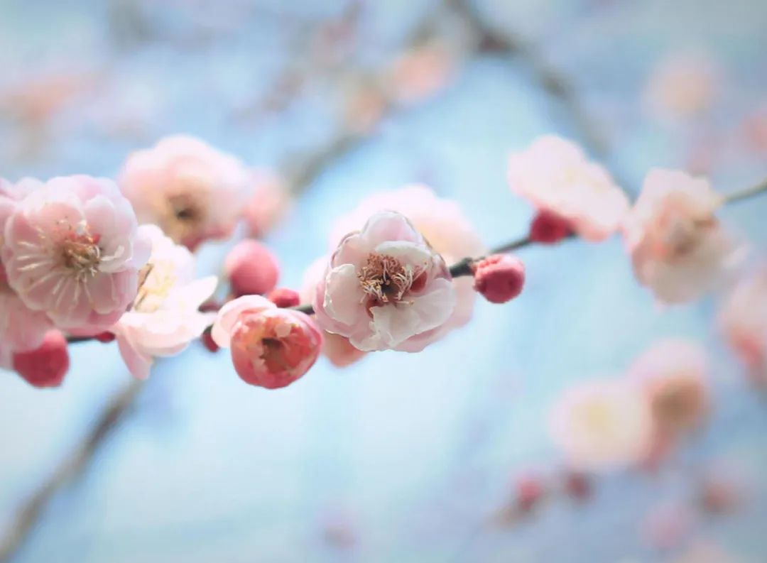 梅花的诗句经典名句（赞美梅花的简短优美句子） 第29张
