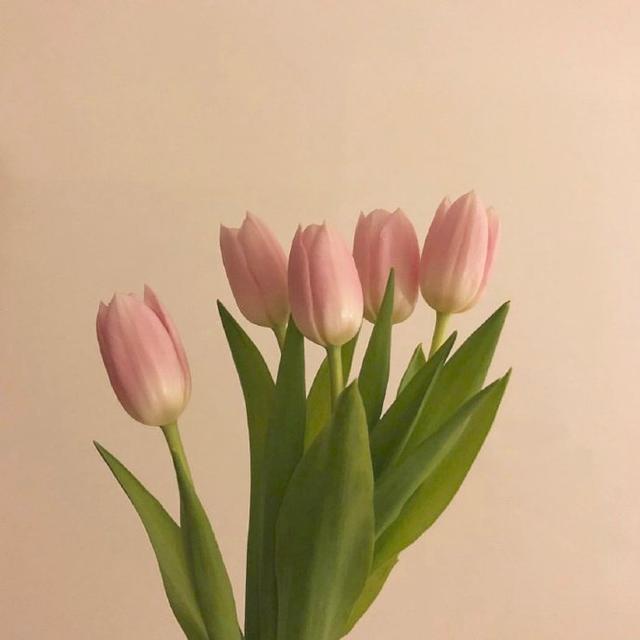 祝母亲节的祝福语大全（三八妇女节的佳句） 第11张