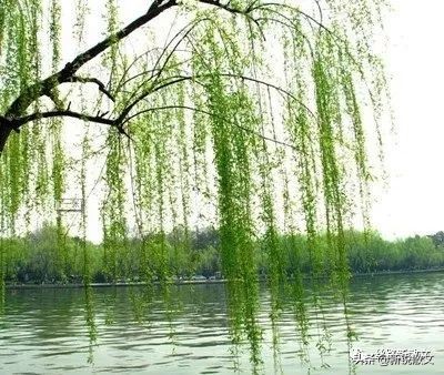 赞美春天的诗句有哪些（描写春天的诗词名句） 第3张