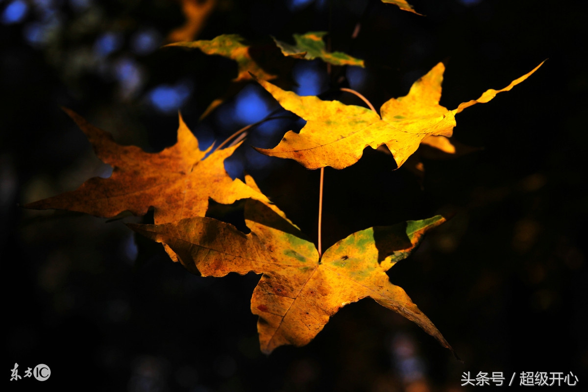 描写秋天的句子（秋天的句子短句唯美） 第9张