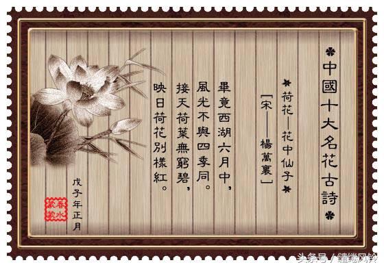 牡丹诗词大全（最有名的牡丹诗） 第9张