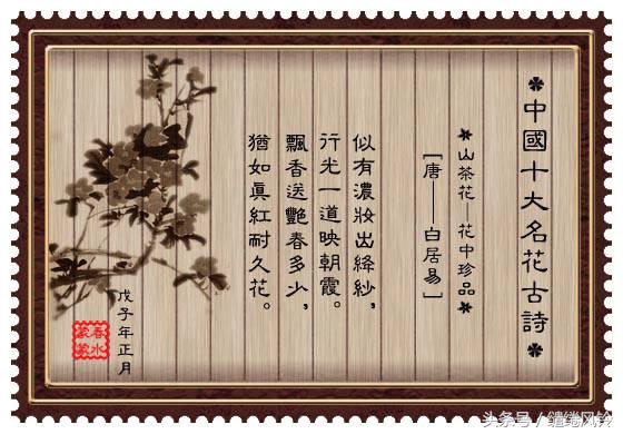牡丹诗词大全（最有名的牡丹诗） 第13张