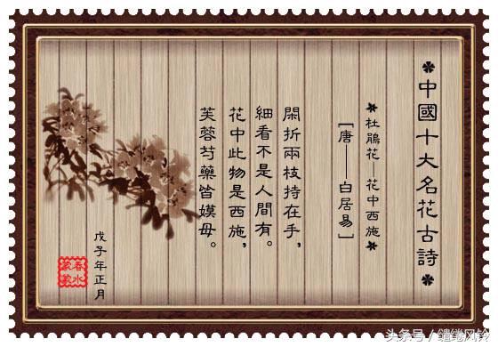 牡丹诗词大全（最有名的牡丹诗） 第15张