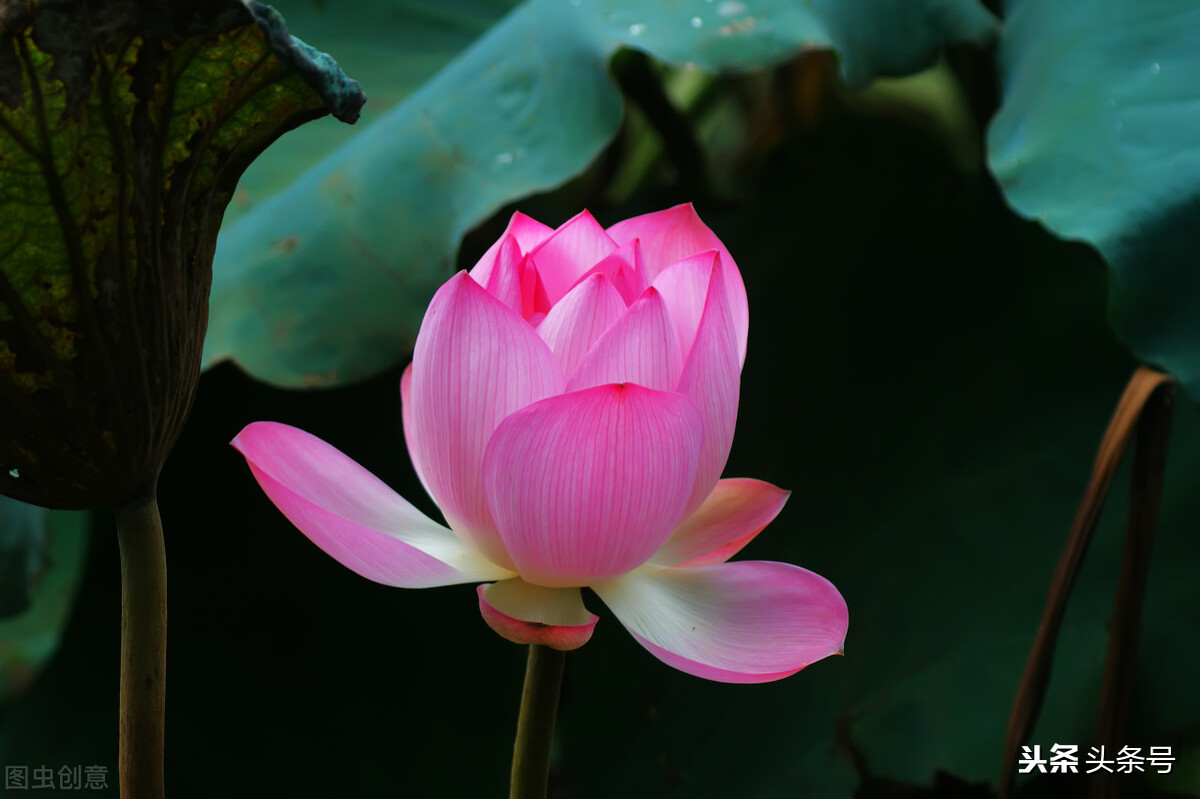 如梦令常记溪亭日暮李清照赏析（如梦令常记溪亭日暮翻译） 第1张