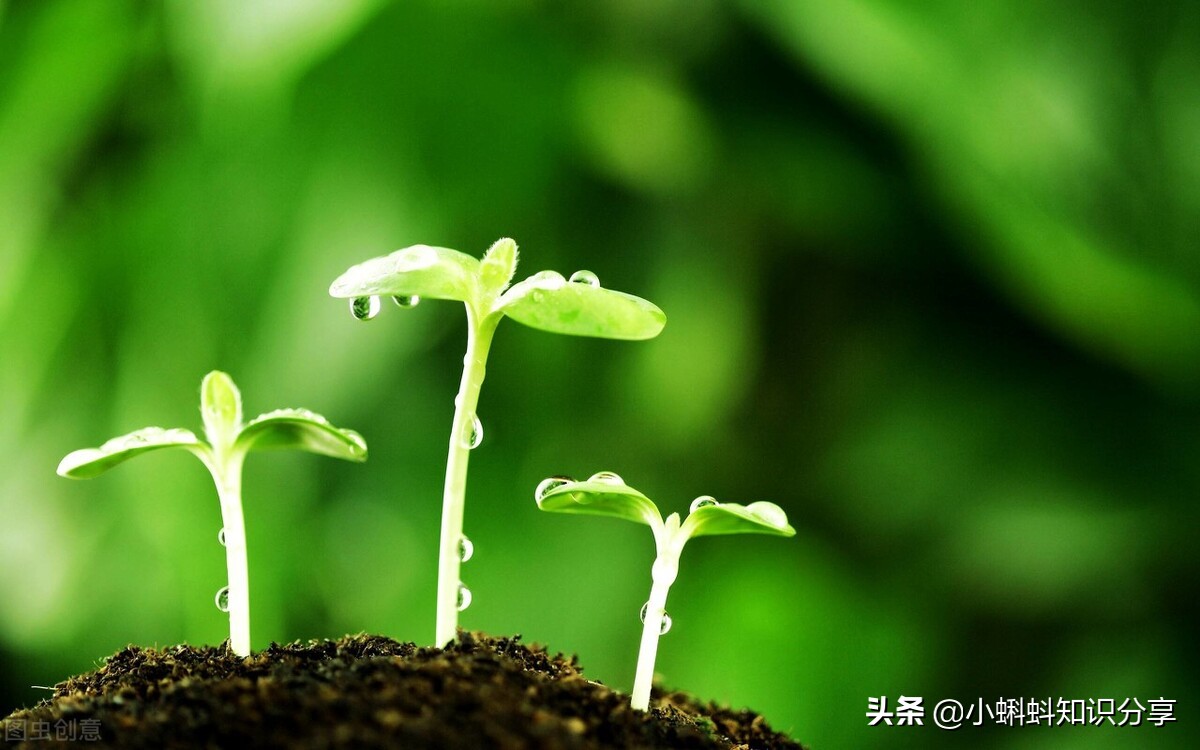 描写四季的优美句子（春夏秋冬简短美句） 第1张
