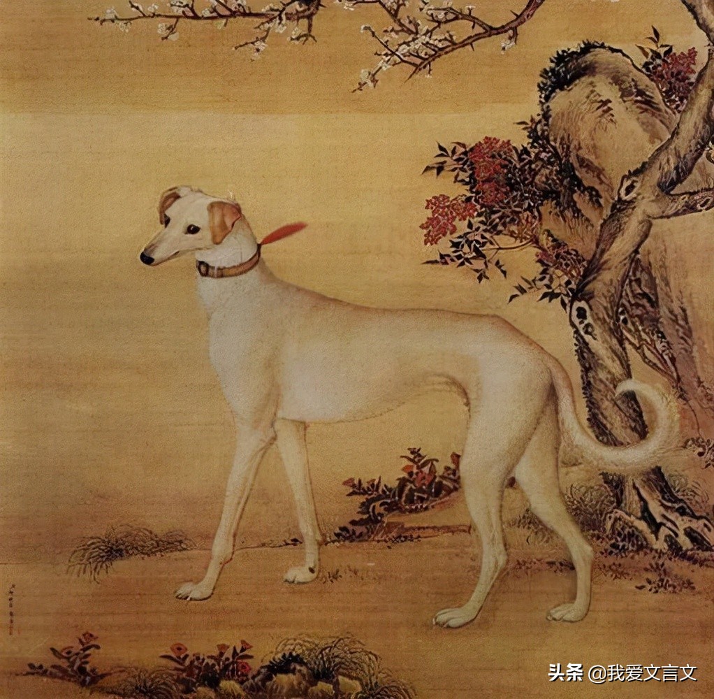 智犬破案文言文翻译及注释（智犬破案文言文启示） 第3张