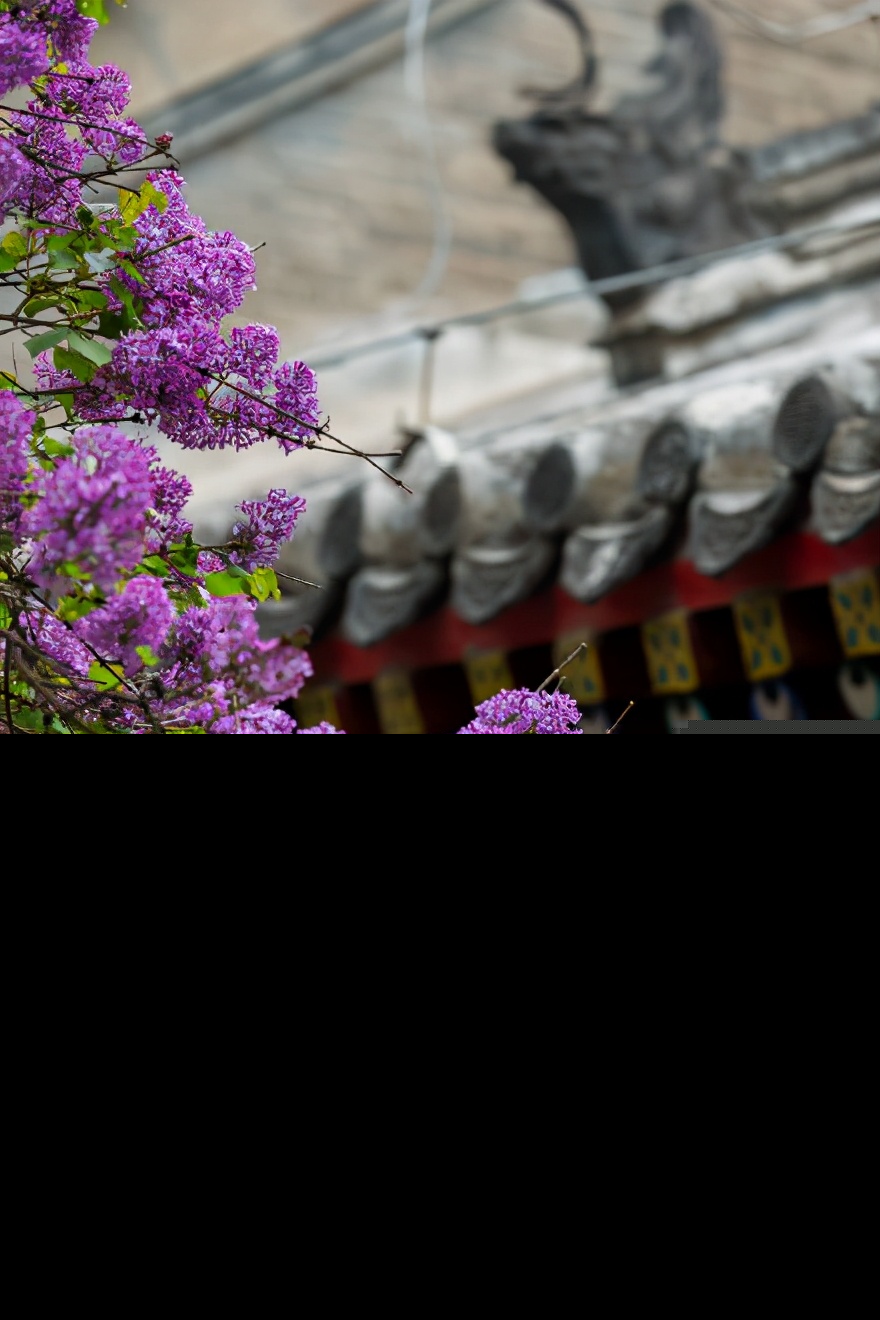 描写丁香的诗句有哪些（赞美丁香花的优美诗句） 第1张