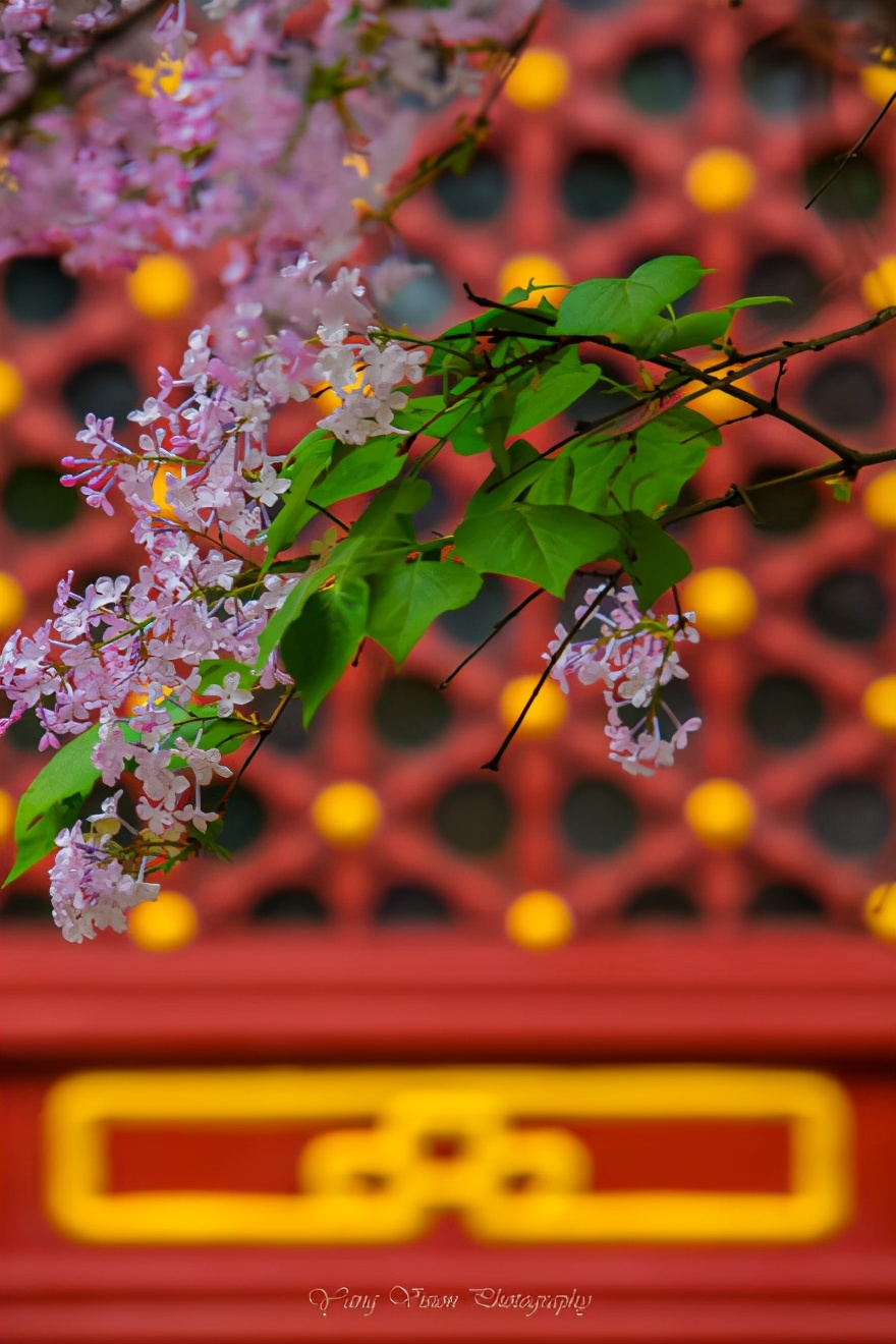描写丁香的诗句有哪些（赞美丁香花的优美诗句） 第3张