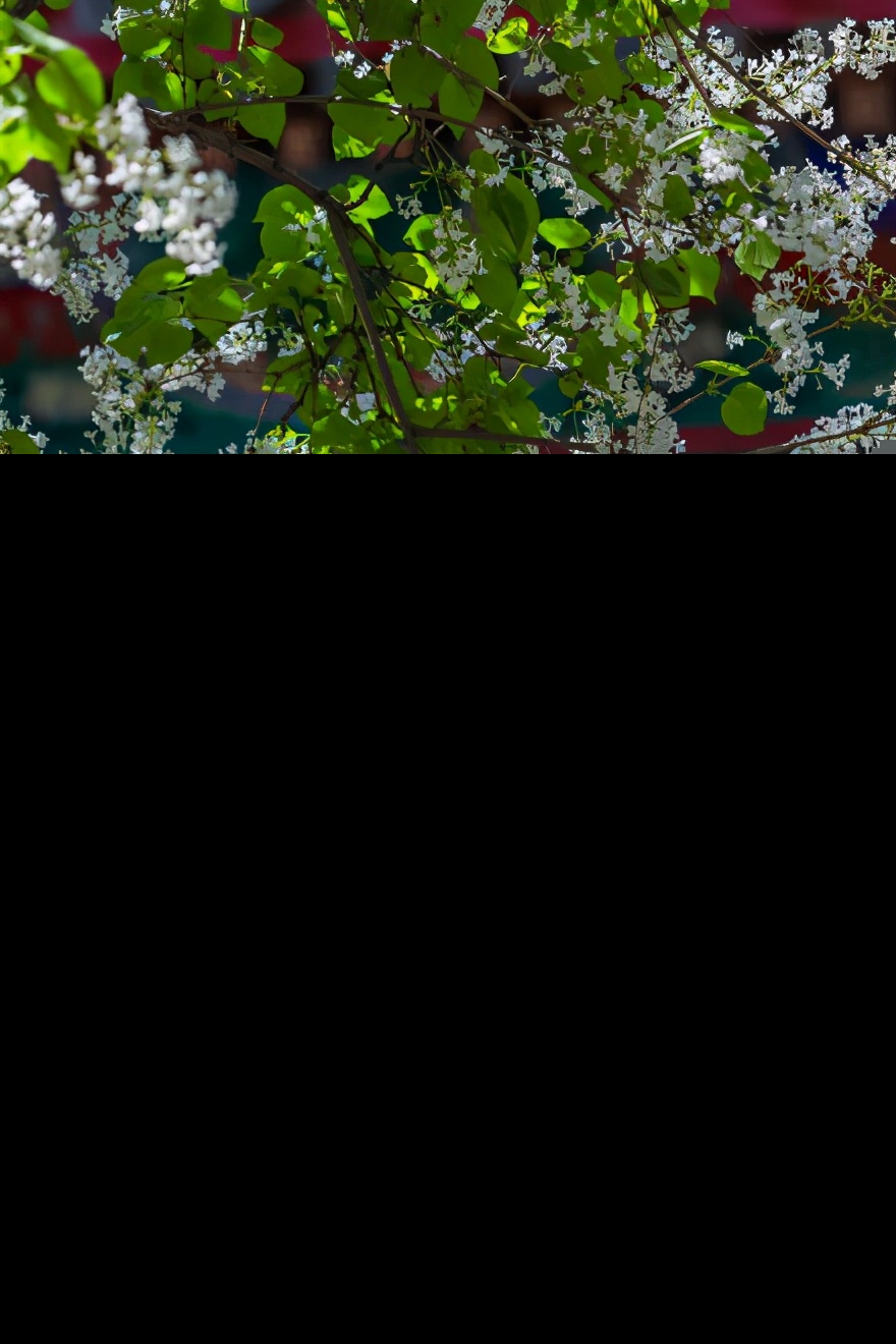 描写丁香的诗句有哪些（赞美丁香花的优美诗句） 第15张