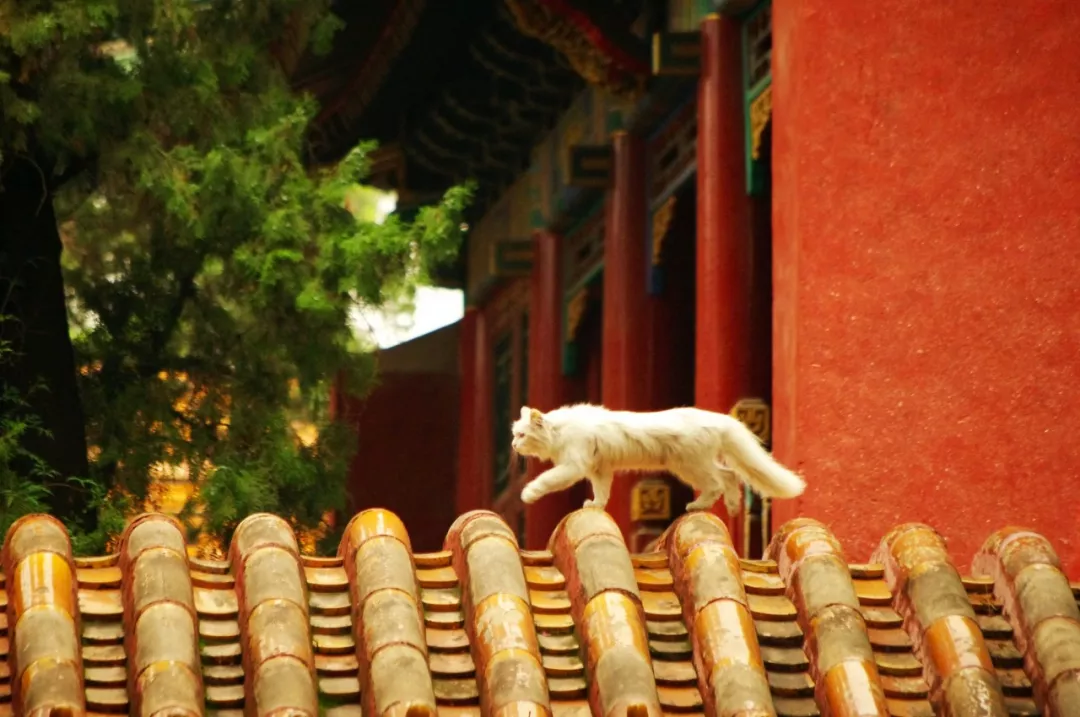 简短现代诗摘抄（简短又优美的现代诗） 第19张