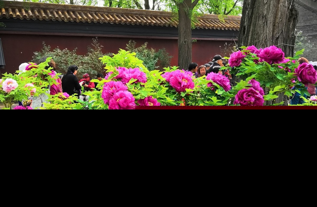 牡丹的诗句有哪些（牡丹花的诗词佳句） 第5张