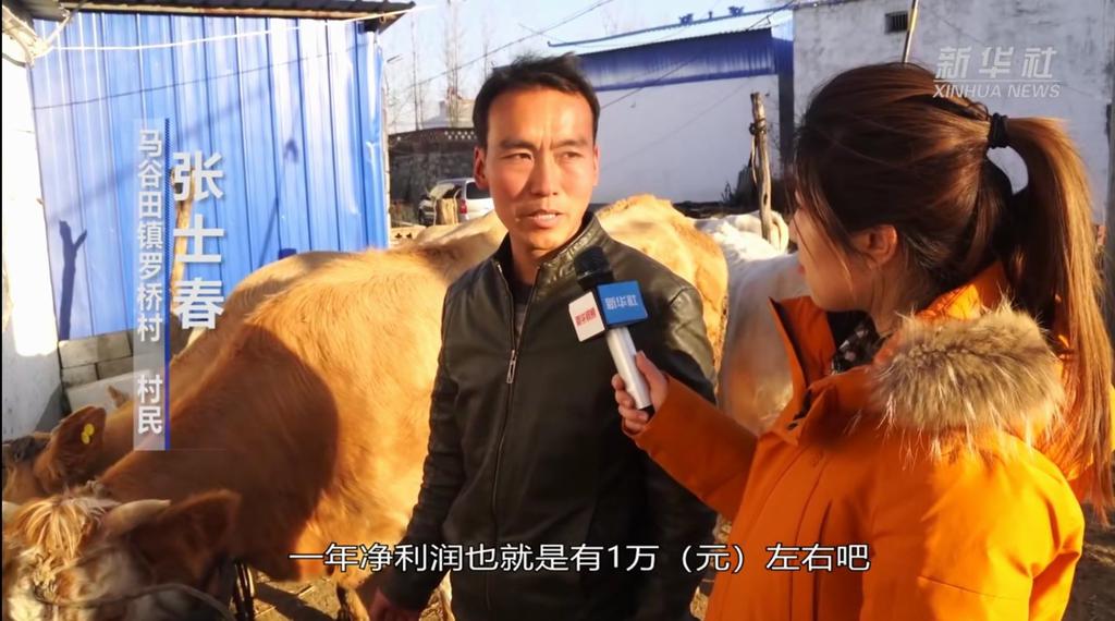 新华社记者采访养殖户一头牛一年赚一万，这是实话，还是好听话？ 第1张