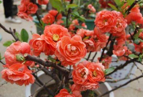 杜鹃花的寓意和象征（室内十大吉祥花） 第1张