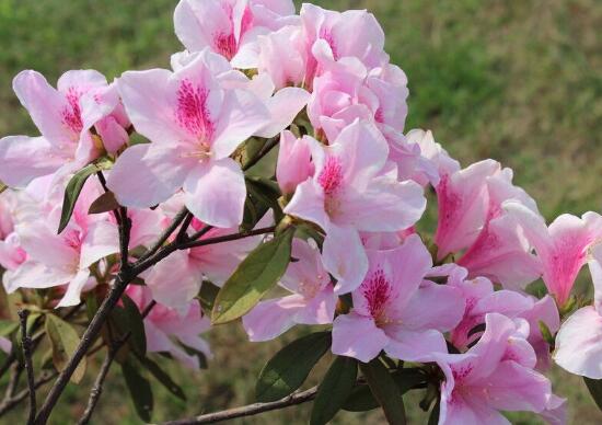 杜鹃花的寓意和象征（室内十大吉祥花） 第3张