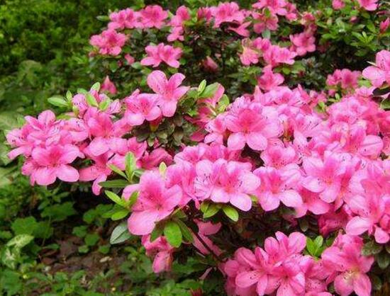 杜鹃花的寓意和象征（室内十大吉祥花） 第11张