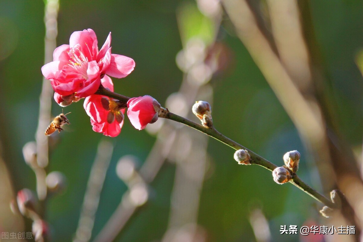 春晓古诗全文翻译（春晓古诗赏析） 第3张