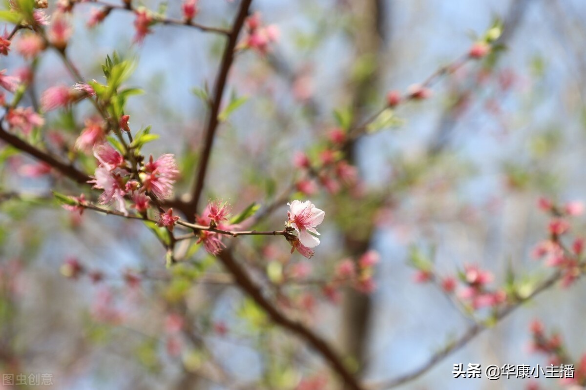 春晓古诗全文翻译（春晓古诗赏析） 第5张