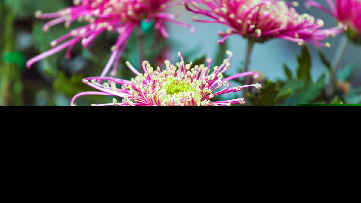 菊花的古诗有哪些（描写菊花的优美古诗） 第3张