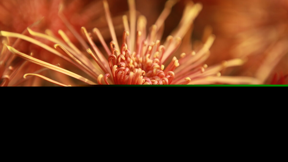 菊花的古诗有哪些（描写菊花的优美古诗） 第11张
