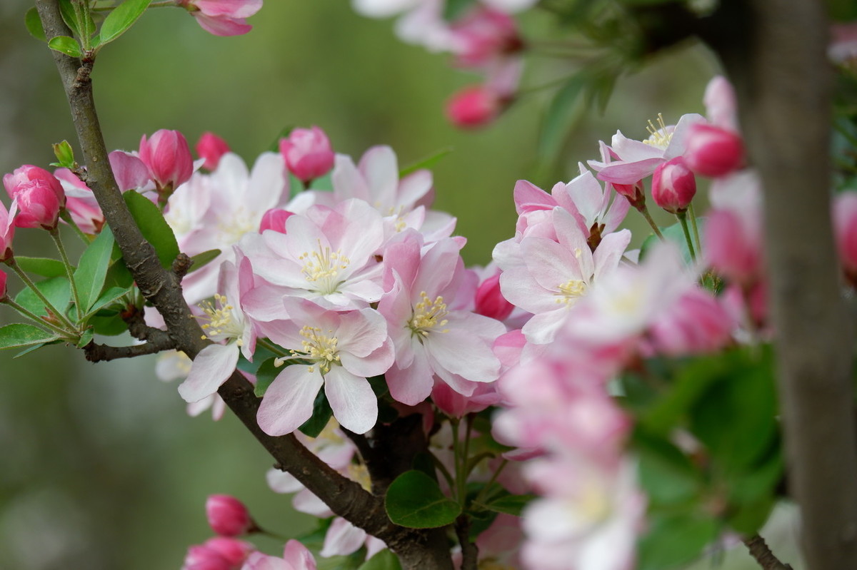 描写倒春寒的诗句有什么（春寒陈与义赏析主要内容） 第1张