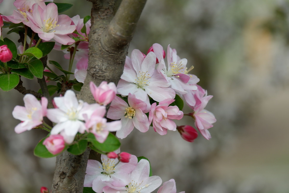 描写倒春寒的诗句有什么（春寒陈与义赏析主要内容） 第5张