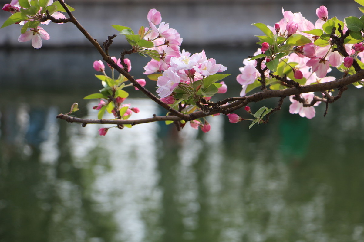 描写倒春寒的诗句有什么（春寒陈与义赏析主要内容） 第9张